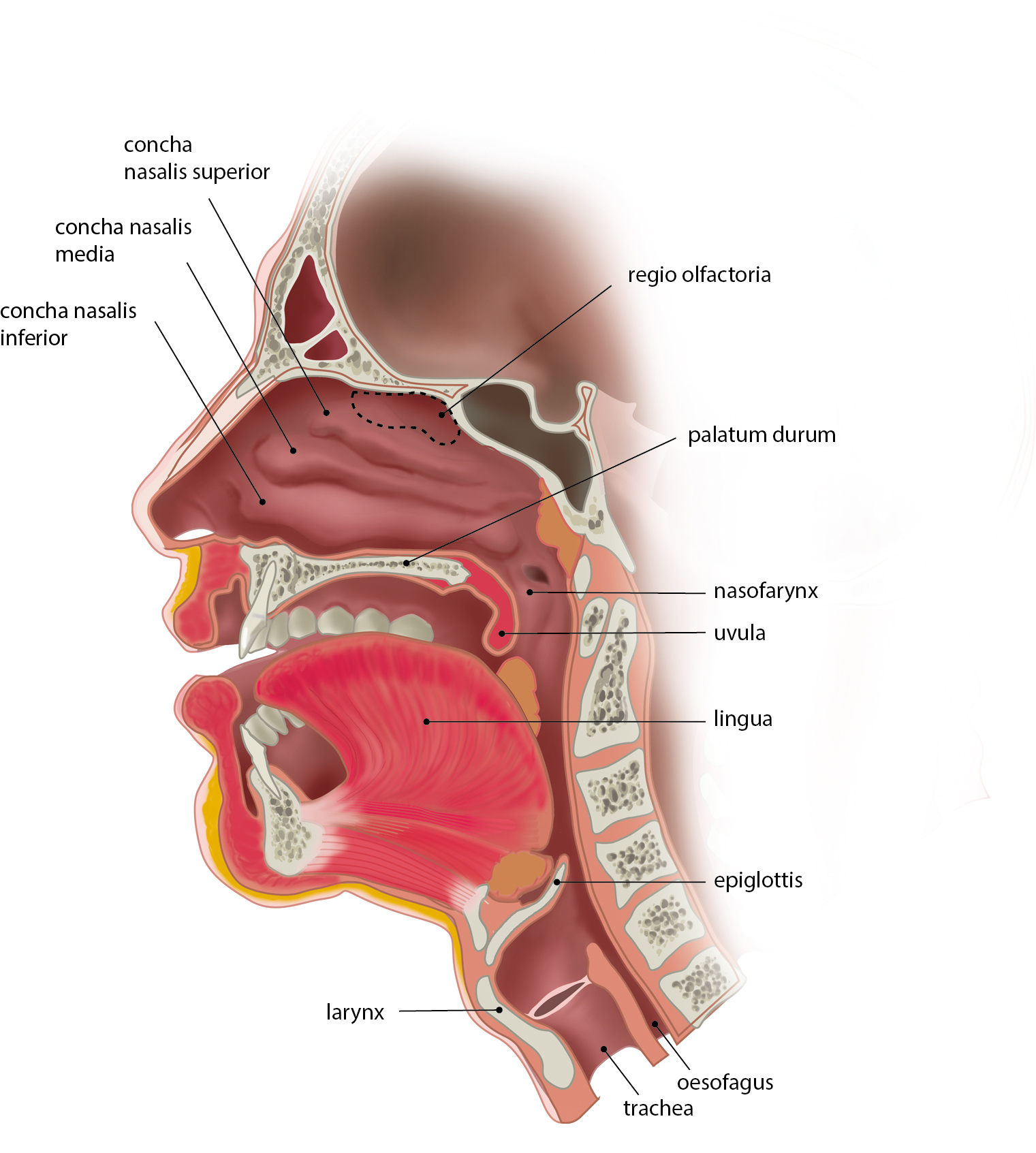 slagter-drawing-head-and-neck-sagittal-section-latin-labels